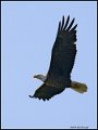 _0SB8922 american bald eagle